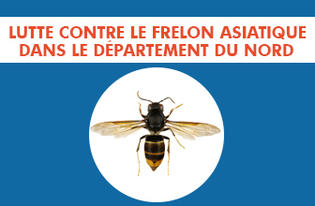 Lutte contre les frelons asiatiques